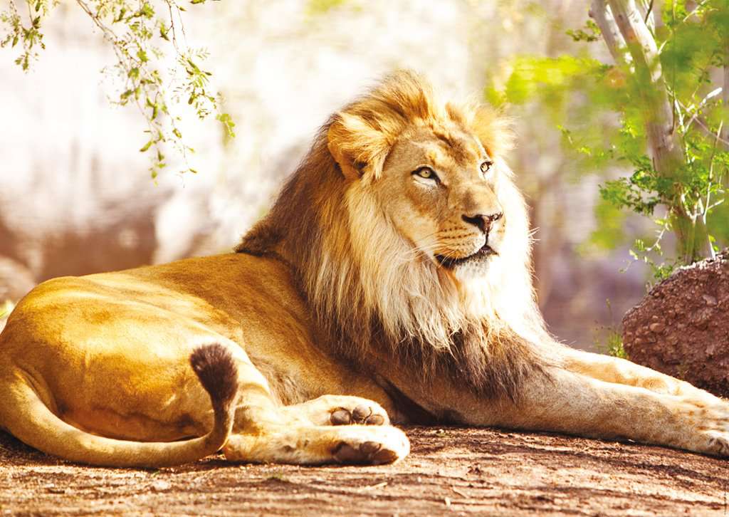 Le roi de la savane