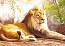 Le roi de la savane