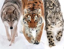 En terre sauvage